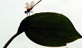 thumbnail-small-1.jpg